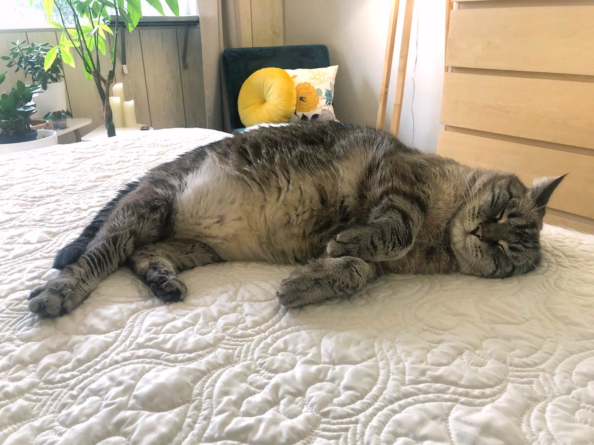 kcline's tweet photo. This boy is a tummy rub friendly boi
#cat #howardmoon #CatsOfTwitter https://t.co/wVNSNqA2i5
