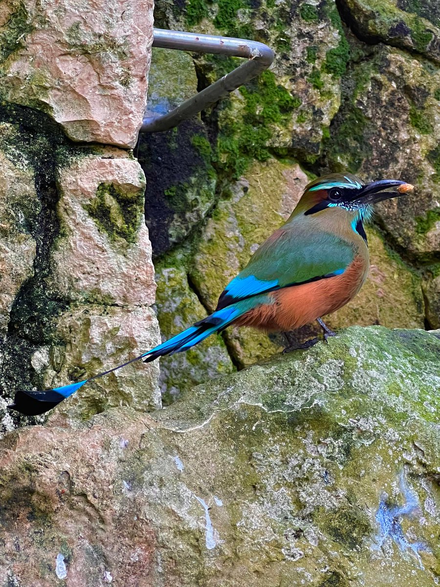 slashBirding's tweet photo. Beautiful “Mot Mot” I got to see in Valladolid!
https://t.co/dvNQK3X7Hm
#birding https://t.co/w719U60SzT