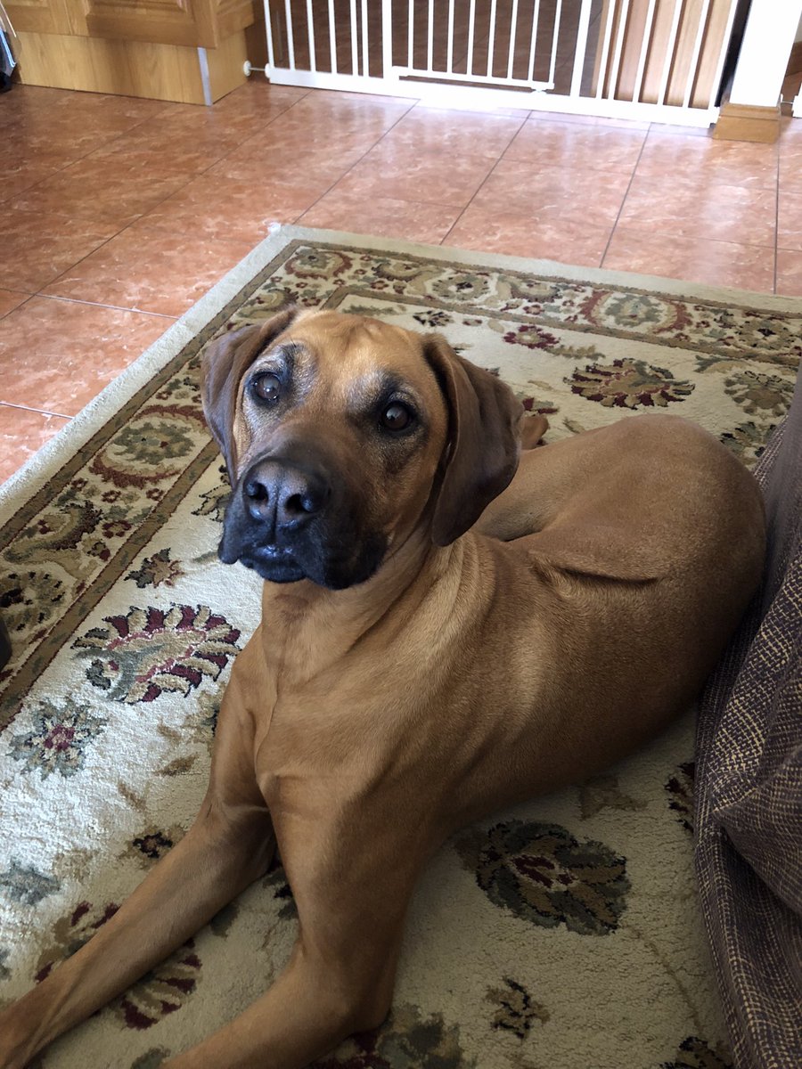 Antonia Caridi - Lifelong learner & teacher tweet media