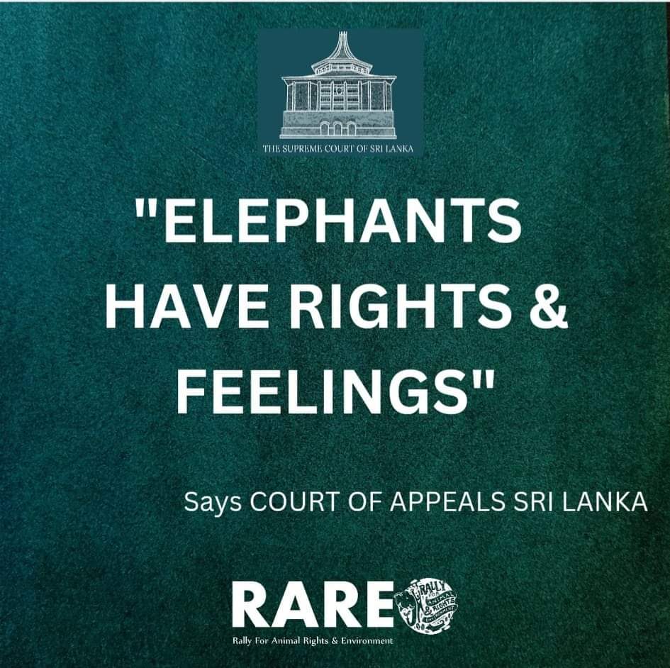 RARE Sri Lanka (@rare_srilanka) on Twitter photo Sri Lanka's second highest court the Court of Appeals has recognised the rights and sentientness of elephants today marking a great mile stone in not only Sri Lanka's Animal Rights Movement but of the entire world 🙏❤🐘🇱🇰 🌎 <a href="/RW_UNP/">RW_LK</a> <a href="/sajithpremadasa/">Sajith Premadasa</a> <a href="/saliyapieris/">Saliya Pieris</a> Sri Lanka's second highest court the Court of Appeals has recognised the rights and sentientness of elephants today marking a great mile stone in not only Sri Lanka's Animal Rights Movement but of the entire world 🙏❤🐘🇱🇰 🌎 <a href="/RW_UNP/">RW_LK</a> <a href="/sajithpremadasa/">Sajith Premadasa</a> <a href="/saliyapieris/">Saliya Pieris</a>