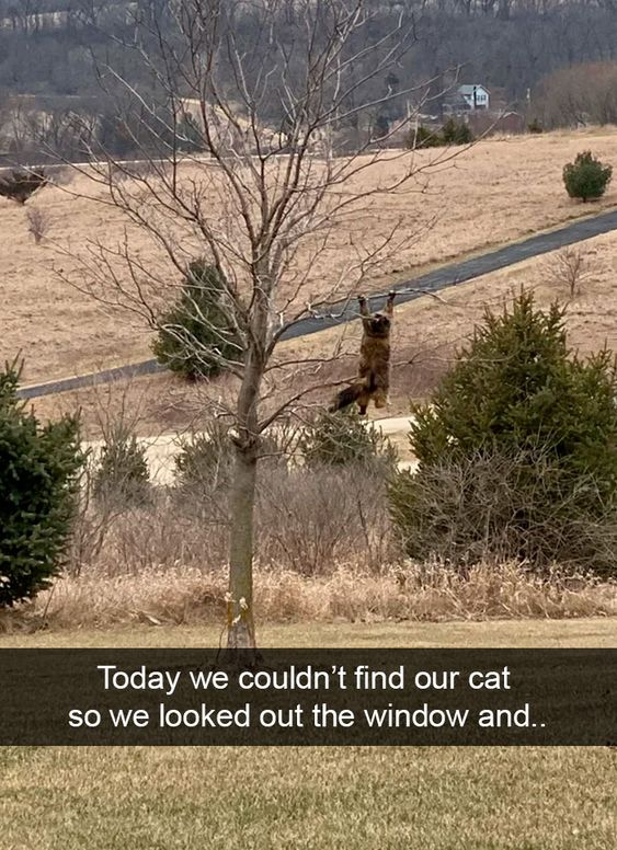 WholesomeMemes (@wholesomememe) on Twitter photo 