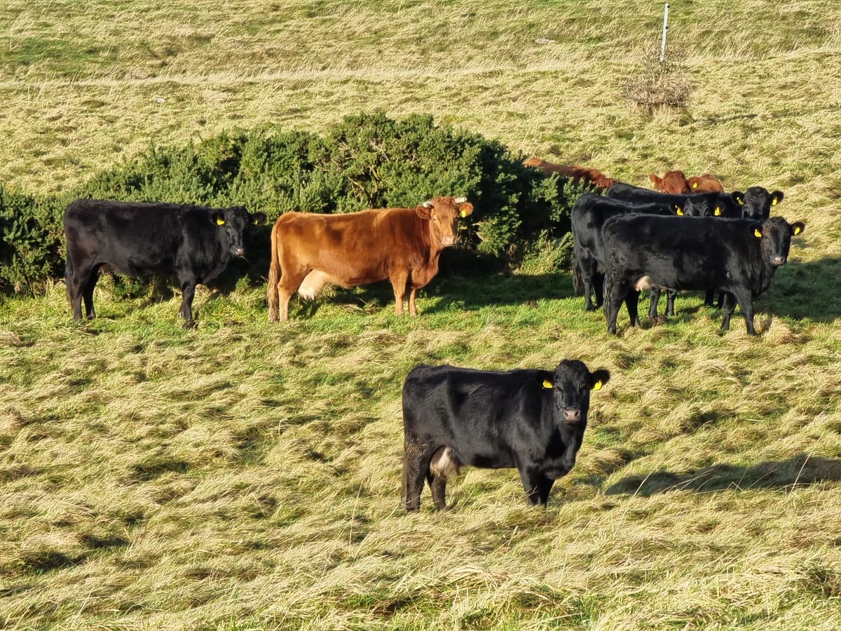 Stunning weather for walk & talk w Minister @noonan_malcolm, local @npwsBioData staff & landowner in Kilkenny. Focus was on #waxcap #fungi, #GrasslandRestoration, #ConservationGrazing & NPWS Farm Plans. Waxcap grasslands mostly overlooked in Irl - let's change that!  @AbBleasdale