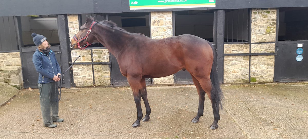 racehorsesanct's tweet photo. Claire with our new arrival this morning, 10 year-old
gelding Stake Acclaim! Winner of the Shergar Cup dash at Ascot &amp; Dubai Duty Free Sprint handicap at Newbury. He'll have a nice break before starting on a new career. Huge thank you to owner M. J. Yarrow &amp; trainer Dean Ivory! https://t.co/ggfQMYddWS