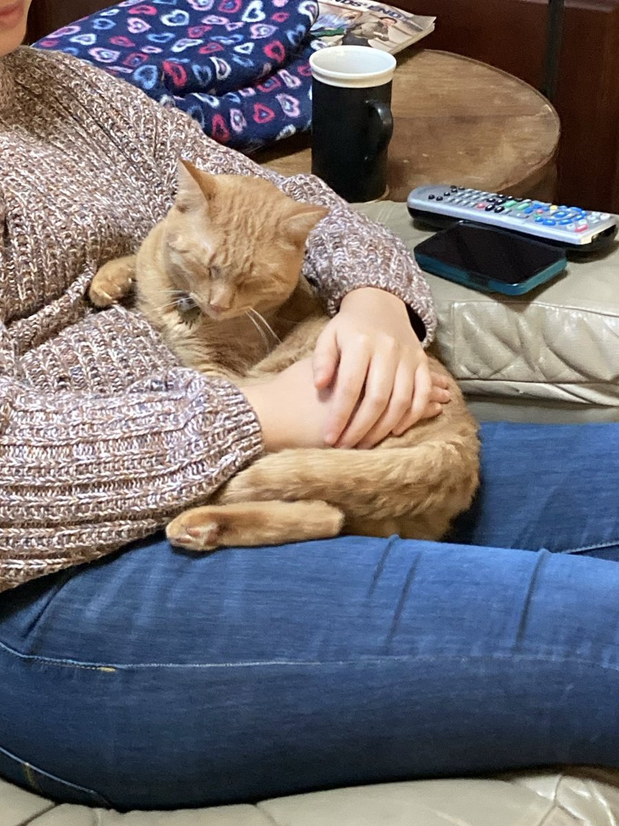 apollovebug's tweet photo. nap rhymes with lap for a reason https://t.co/NDZ8tx6Tal