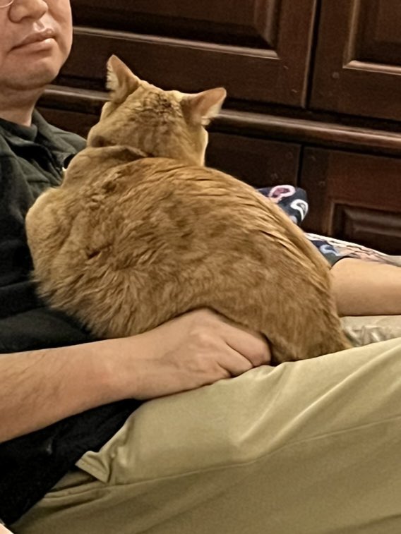 apollovebug's tweet photo. nap rhymes with lap for a reason https://t.co/NDZ8tx6Tal