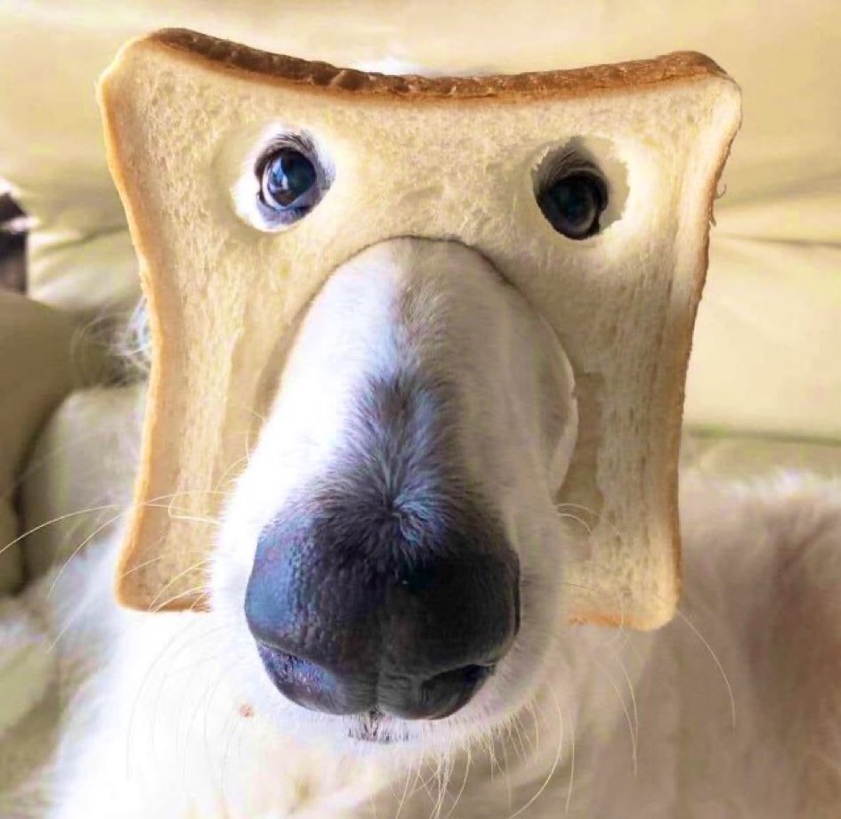My next dog will be a Pure bread dog.

#InterNationalDogDay