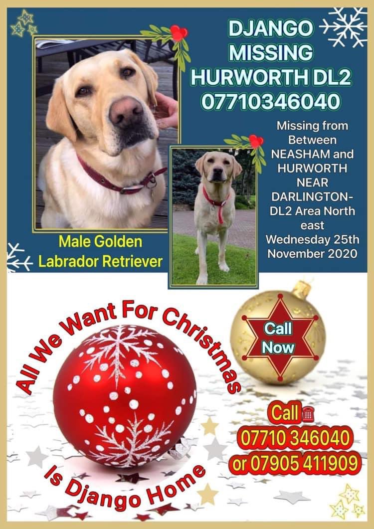 karensarah66's tweet photo. 2 years of worry, heartbreak & pain. Make it stop by bringing Django home where he belongs ππ» #stolen #LabradorRetriever #finddjango @DogTheftCrisis @SheilaGarci2 @howlforhelp111 @JacquiSaid @SAMPAuk_ @pettheftaware @VetsGetScanning @KarenFi51820768 @ChrstinaKelly @rosiedoc666 https://t.co/VneSpMedmv