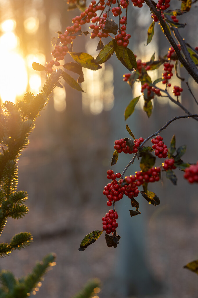 “To be a human is an honor, and we offer thanksgiving for all the gifts of life. Mother Earth, we thank you for giving us everything we need.”
~Chief Jake Swamp of the Mohawk Nation

Happy #NativeAmericanHeritageDay! #NAHM