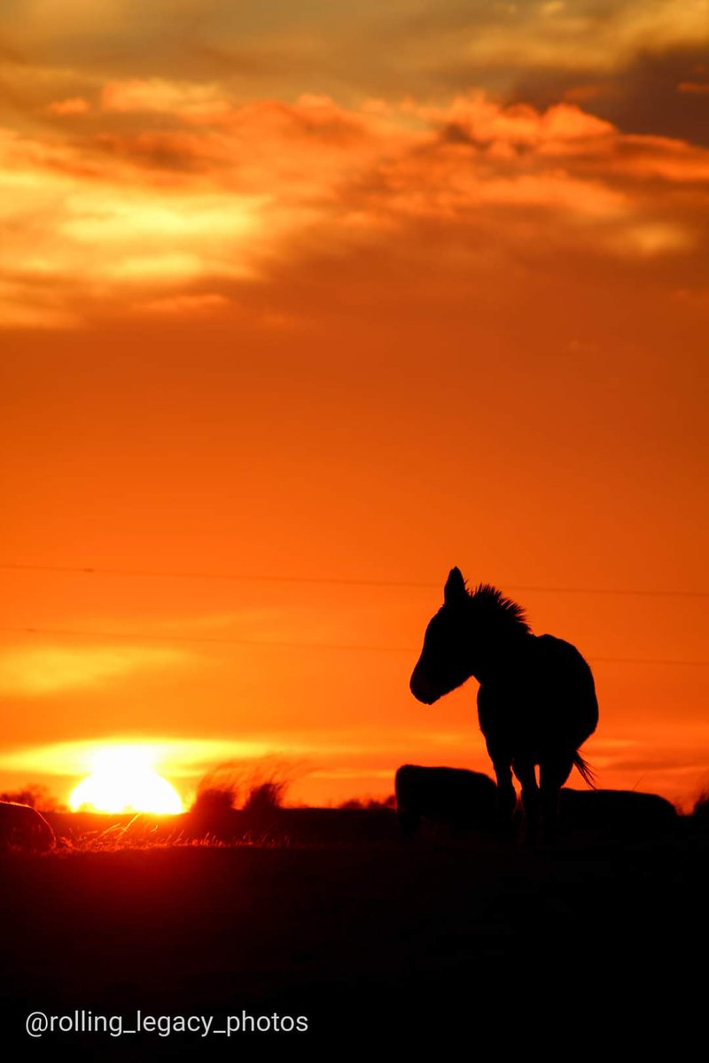 jazzybaseball06's tweet photo. "Just let me in before the day is over" 🌇
(Shot on Canon eos 4000d)
#photography #oklahomaphotography #oklahomasunset #sunsetphotography #photooftheday #canonphotography #donkeyphoto #donkey #animals https://t.co/I6nwlwh6hX