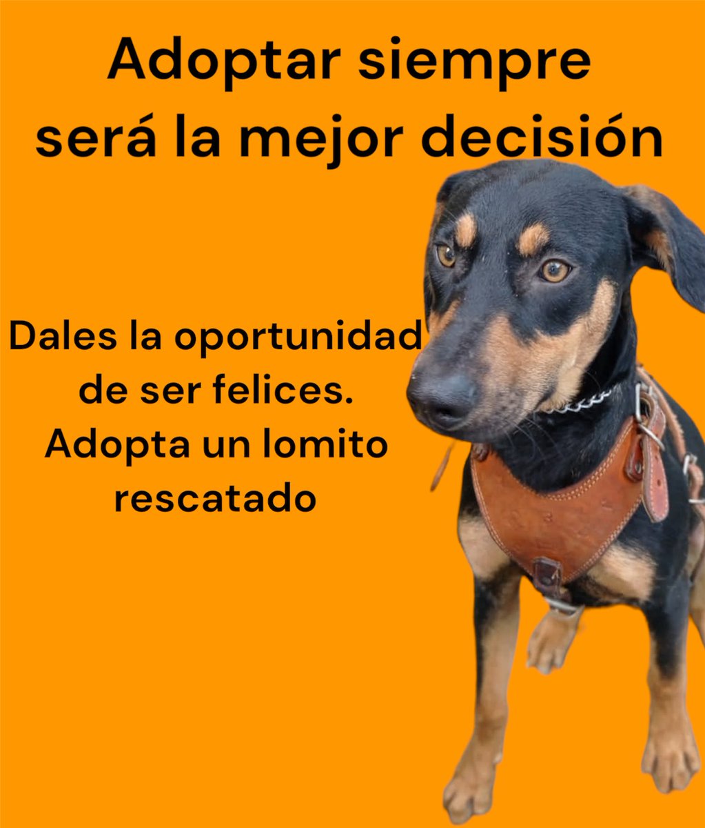 HELA_MORE's tweet photo. Heli sigue en adopción 🐶 https://t.co/KqLjseI2UO