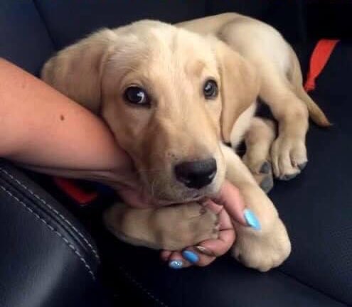 Appena preso dal canile♥️
Ha viaggiato tutto il tempo cosi…♥️
#dog #dogs #Animal #musk https://t.co/cC84QA6sCR