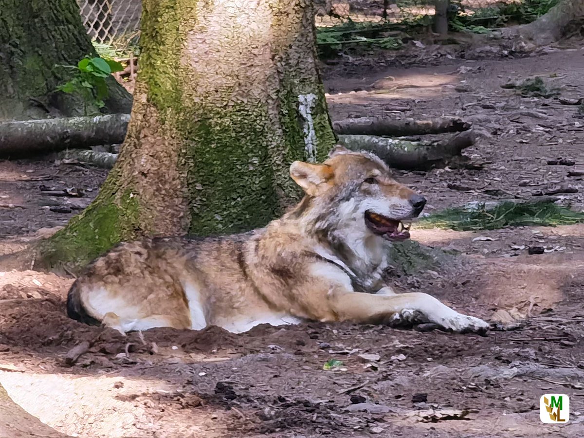 ModernLandwirt's tweet photo. Umstufung des Wolfes im EU-Naturschutzrecht längst überfällig - Europaparlament greift wichtige Forderungen der Weidetierhalter auf
#ModernerLandwirt #Landwirtschaft #Agrar #agriculture
#Wolfsrisse #Wolfsprävention #Wolfsmonitoring #Wolfsberater
https://t.co/L2akD4C29z https://t.co/2yL7LTqXbT