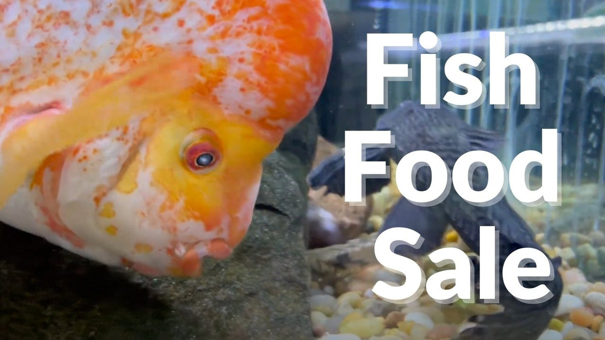 Dahlyvh's tweet image. BLACK FRIDAY SALE!!! 25% OFF FISH FOOD!!! FISH ROOM TOUR!!! dlvr.it/SdMbZV