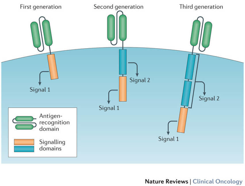 MedwebL's tweet photo. MedWeb Blog of the day ☀️
CAR T Cell Therapy ⚕️ Reaches Beyond Cancer
Engineered immune cells, known as CAR T cells, have shown...
Read full: https://t.co/QETGY80ss7
#cartcelltherapy #cancerresearch #cancer #openaccess #medicalblogs #research https://t.co/lZbSJQp0FH