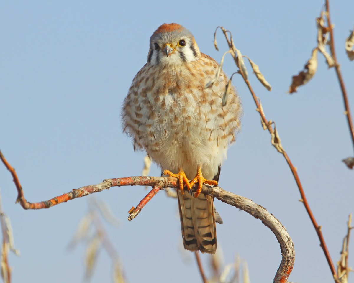 Until December 3rd, you can get this limited edition Jerry Liguori photograph as a print alone, a metal print, or a gallery-wrapped canvas print. A portion of each sale will support the scholarship created in Jerry's honor. Shop here: hawkwatch-international.myshopify.com/products/ameri…