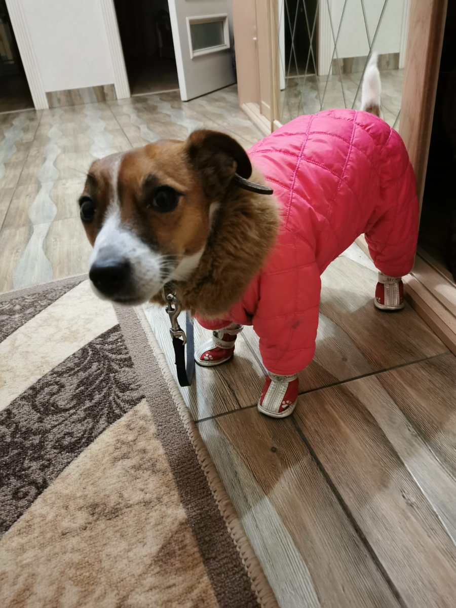VeroshaPups's tweet photo. How does a Jack Russell survive in the -30 degree temperatures of Russia. Like this, of course;

#jackrussells https://t.co/TWx3tlE4d1