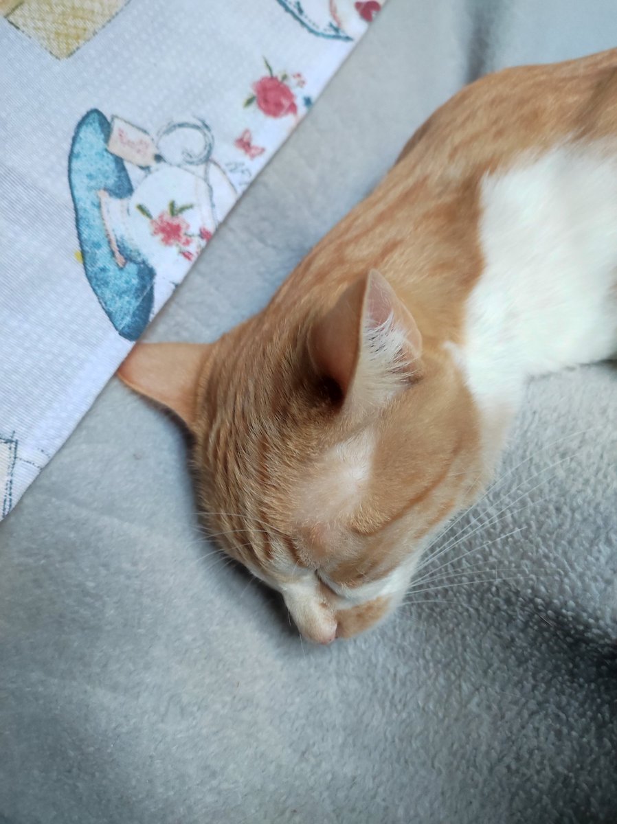 Matahary_Spy's tweet photo. Mi gato muy afectado por la muerte de Bernardo Pantoja pero reprime las lágrimas como Magdalena en #Salvame https://t.co/pCh4IepHY3