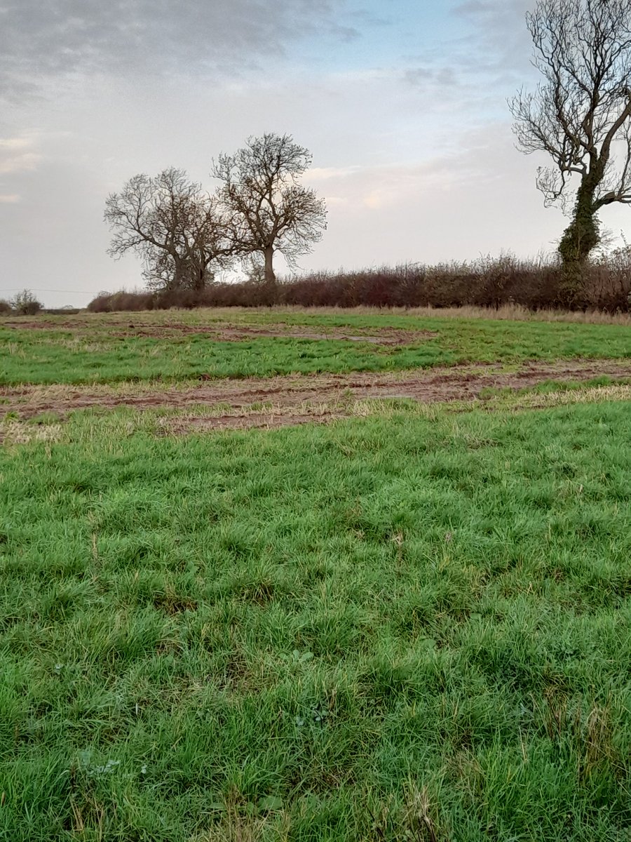 PROT_DISEWORTH's tweet photo. These are just a few of the trees we potentially will lose should Segro get planning approval for more warehouse sheds.  Sad doesn't cover it. https://t.co/PlMUO9DtTh