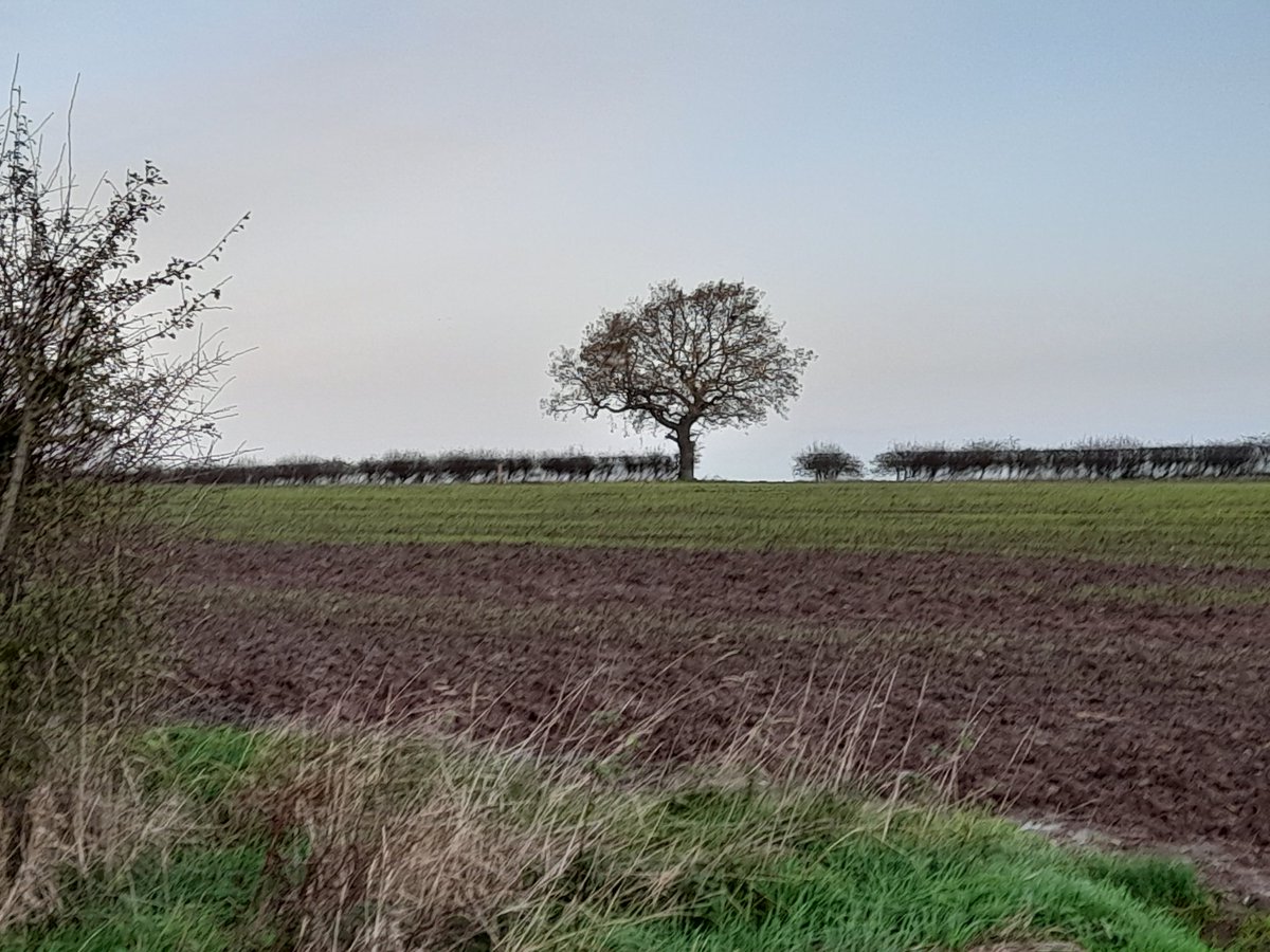 PROT_DISEWORTH's tweet photo. These are just a few of the trees we potentially will lose should Segro get planning approval for more warehouse sheds.  Sad doesn't cover it. https://t.co/PlMUO9DtTh