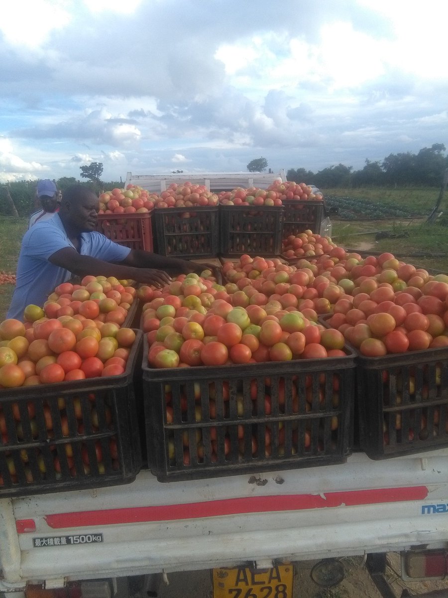 Mukudzvova Farm Produce tweet media