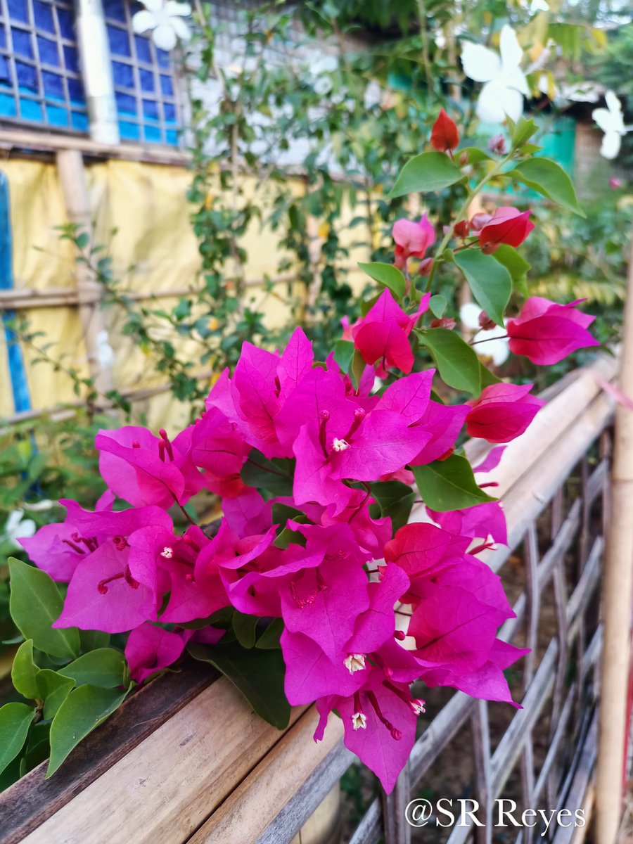 SRReyes22's tweet photo. Different kinds of flowers 💐🌹.
📷🎥@SRReyes22
#Srreyes
#Rohingya
#nature
#NaturePhotography
#NaturalBeauty
#Rohingyaphotographer 
#Rohingayacamp
#rohingayrefugee 
#camp https://t.co/aLyrLFyQWU