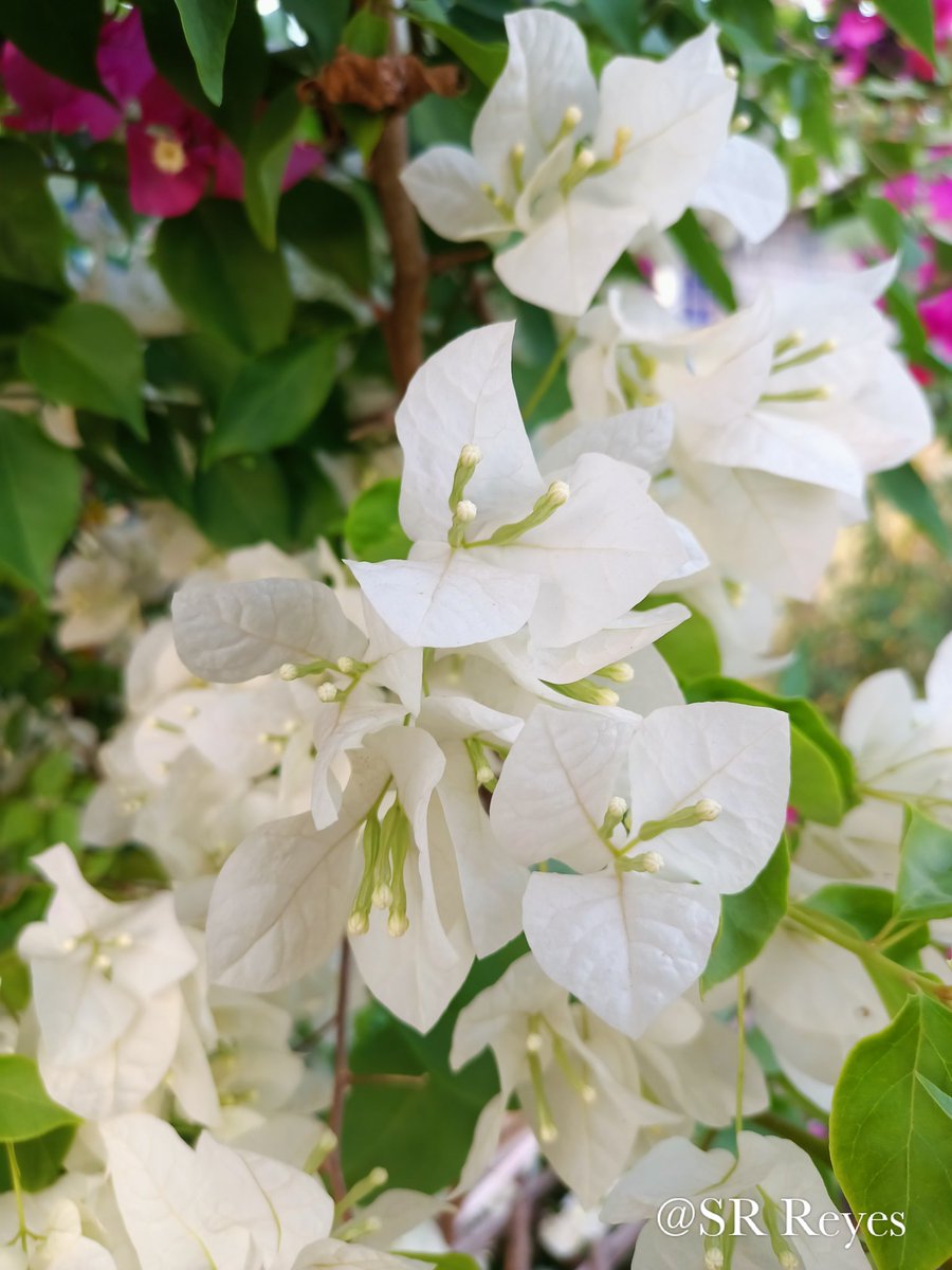 SRReyes22's tweet photo. Different kinds of flowers 💐🌹.
📷🎥@SRReyes22
#Srreyes
#Rohingya
#nature
#NaturePhotography
#NaturalBeauty
#Rohingyaphotographer 
#Rohingayacamp
#rohingayrefugee 
#camp https://t.co/aLyrLFyQWU
