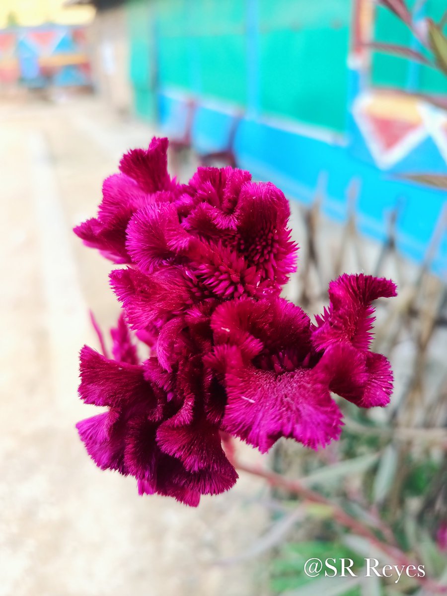 SRReyes22's tweet photo. Different kinds of flowers 💐🌹.
📷🎥@SRReyes22
#Srreyes
#Rohingya
#nature
#NaturePhotography
#NaturalBeauty
#Rohingyaphotographer 
#Rohingayacamp
#rohingayrefugee 
#camp https://t.co/aLyrLFyQWU