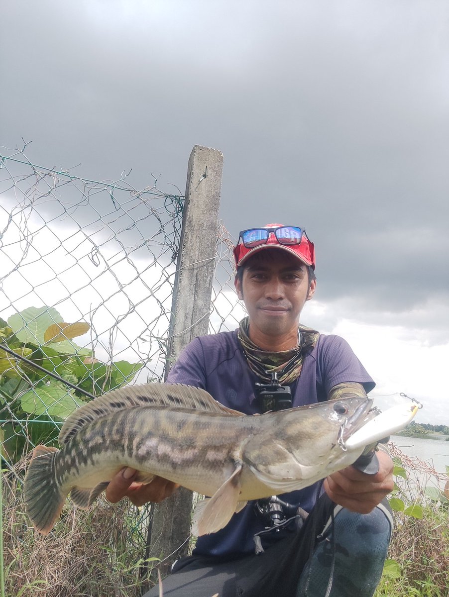 PakAlFishing's tweet photo. Caught some decent size giantsnakehead using my killer lure ofmer Zahara pencil 
#fishing #giantsnakehead #snakehead #lightsetup #atccombat #kuyingteton3_8lb #Asuka https://t.co/QvfyJFNXBs