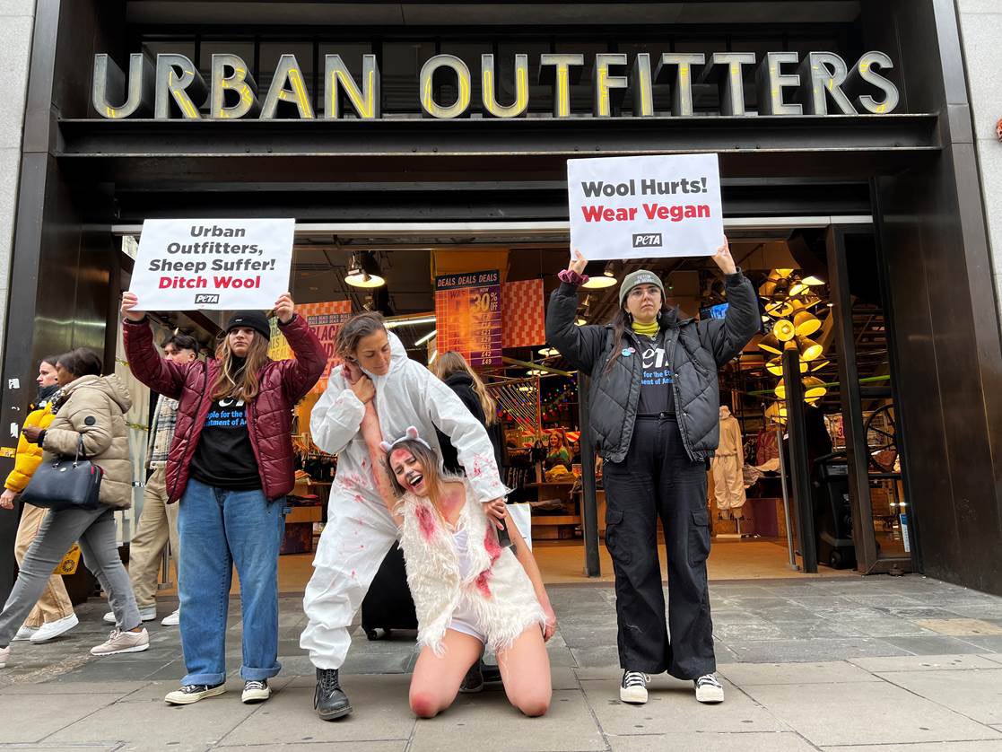 Where not to shop on #BlackFriday, or any day until... 

headlines.peta.org/wool-videos-pr…