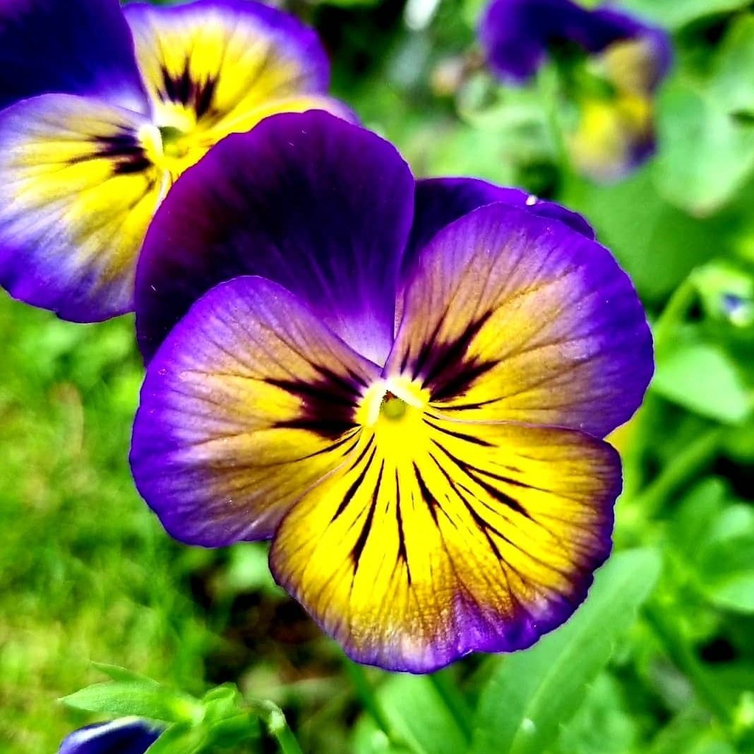 #AlphabettyBlooms V for Viola, I think 🤔! Can someone tell what is the difference between Viola and Pansy? They look the same to me 😂 #GardeningTwitter