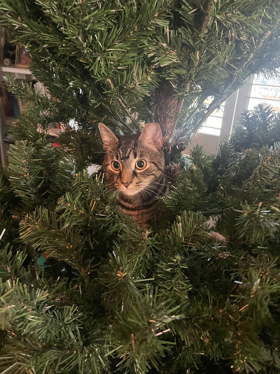 hawkvandelay tweet media