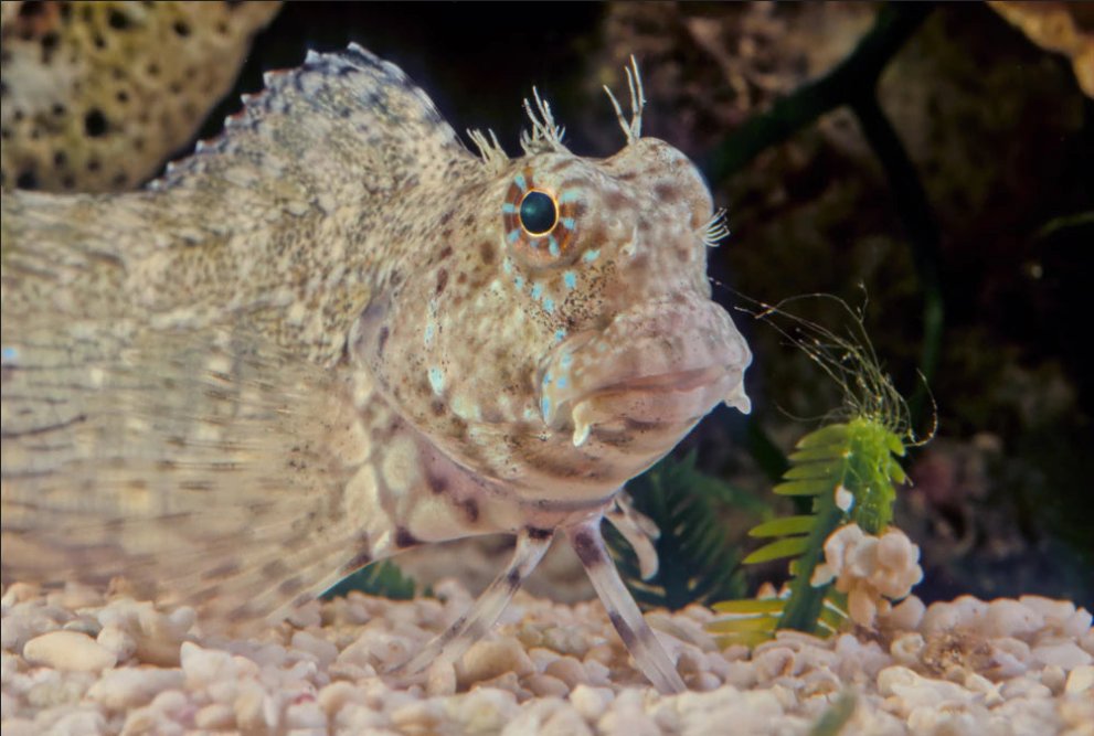 ReefChasers tweet picture