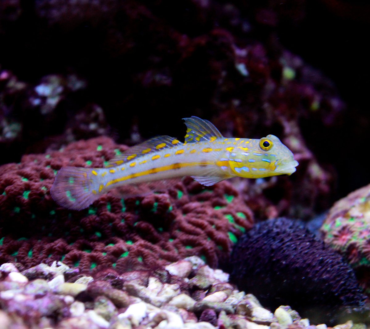 ReefChasers tweet picture
