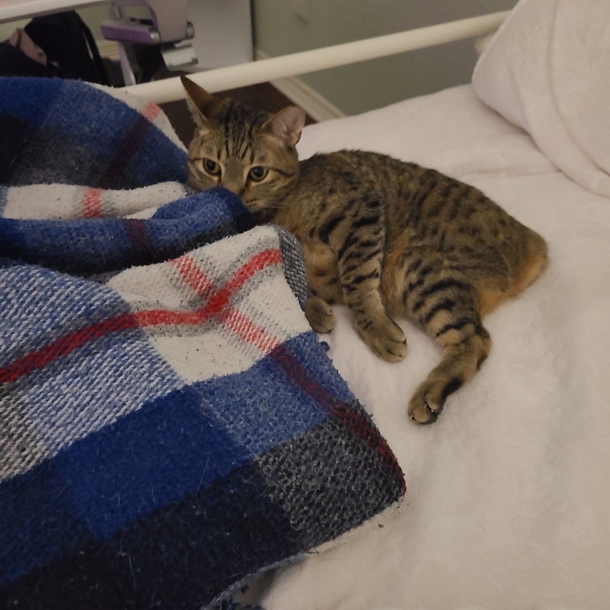 snickarp tweet media