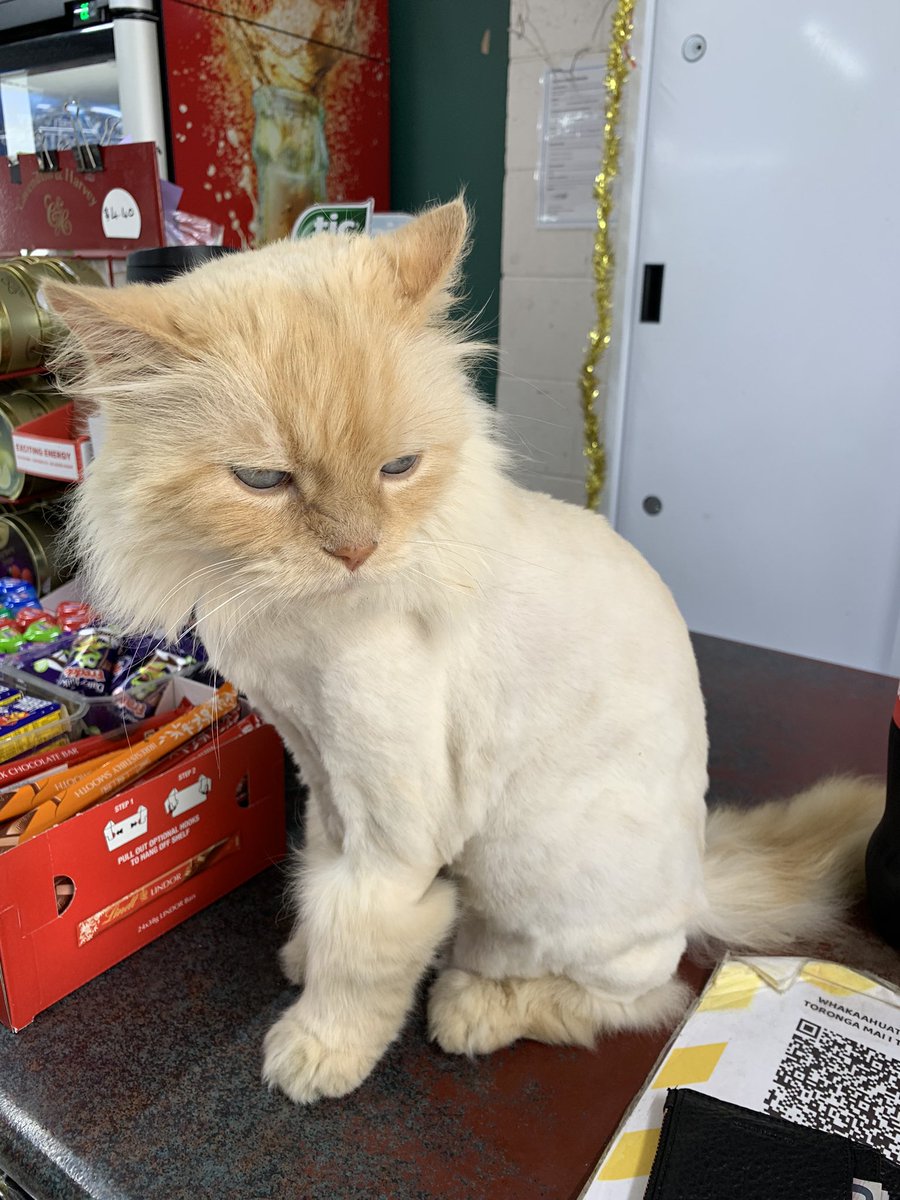 HaveAnAvo's tweet photo. @Bodegacats_ Thanks for all the love for Max ❤️ https://t.co/B6vAyKIaMX