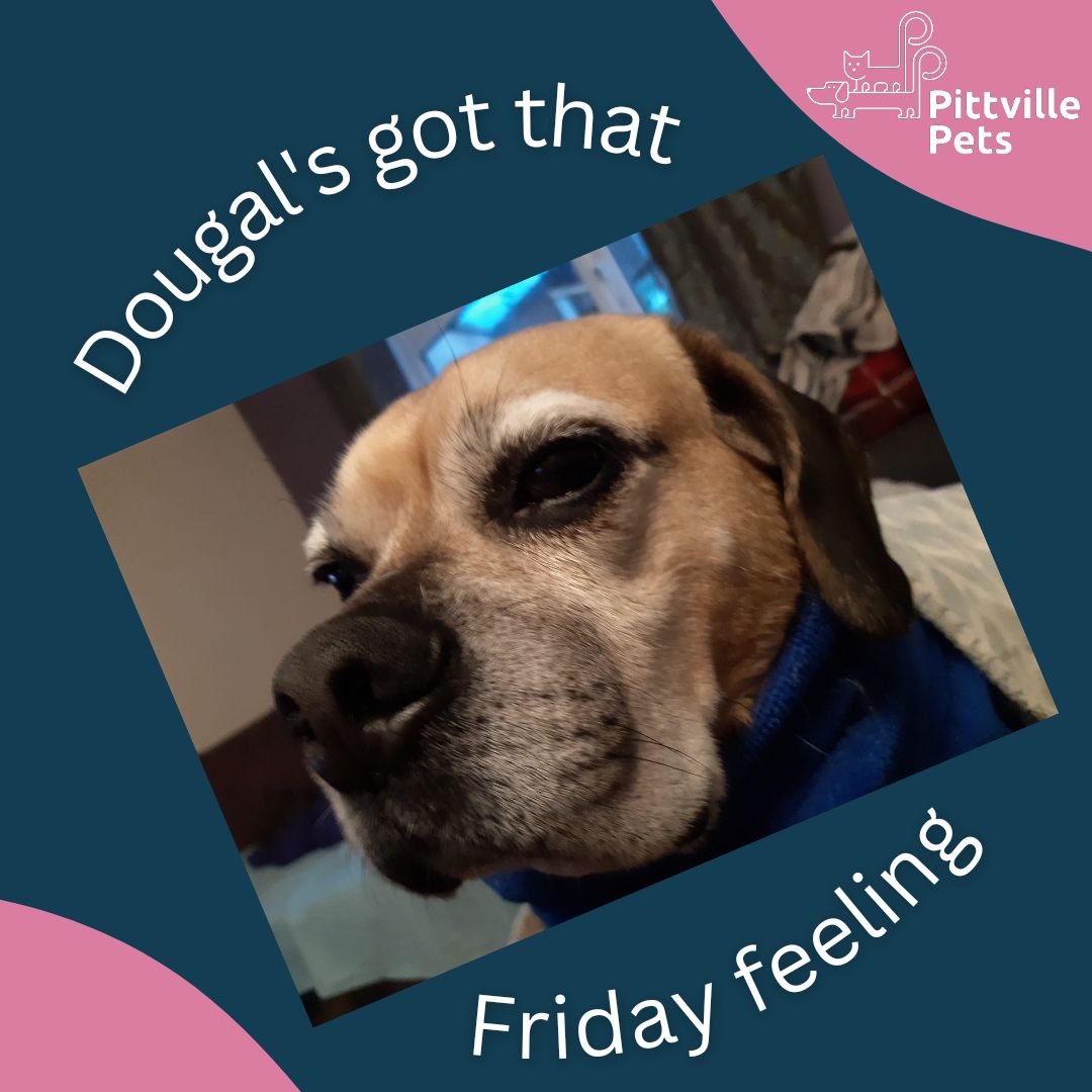 Pittville Pets and PAWS CIC tweet media