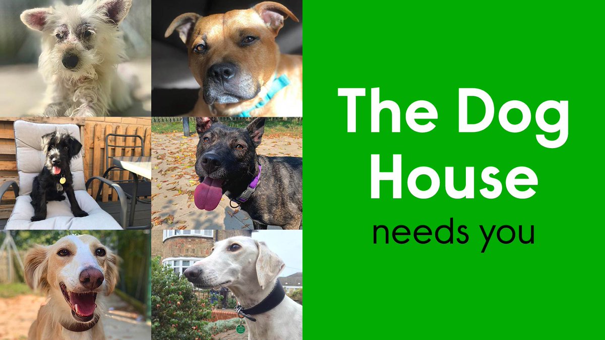 WoodgreenPets's tweet photo. If you’ve been considering adopting a rescue dog, you’ll be pleased to know that applications for The Dog House are now open! If you’re interested and would be willing to share your rehoming journey on TV, apply now: https://t.co/2ukAey6kFc https://t.co/UK1smrqmpW