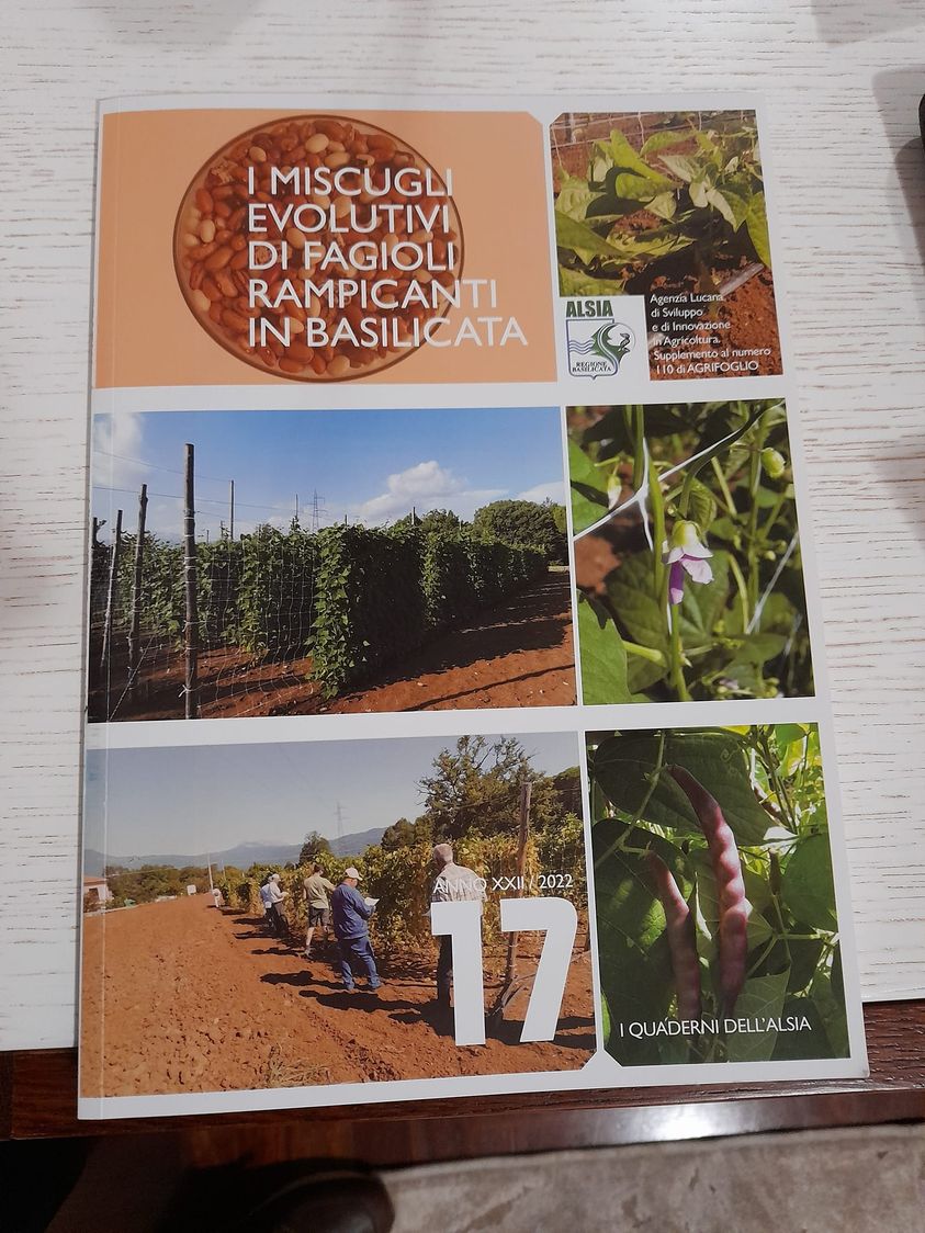s_ceccarelli's tweet photo. In occasione della Giornata della Biodiversità, organizzata dall'ALSIA di Rotonda, è stato presentato il Quaderno nr. 17 dedicato a 5 anni di ricerche sui miscugli evolutivi di fagioli rampicanti. https://t.co/DR9H0657pZ