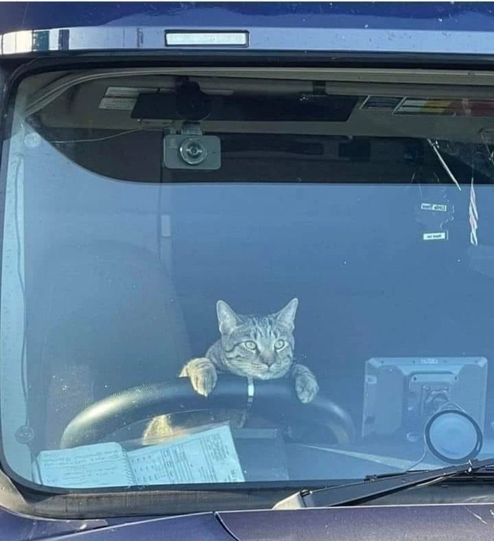 You’ve got to be kitten me. The purrrfect lorry driver doesn't exis...
