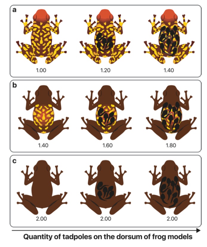 biobiiana's tweet photo. Tadpole transport, piggyback style, is a #poisonfrogs’ trademark, but does it compromise the efficacy of the carrier’s warning signal? According to this new study led by @mariaptoro, it seems that’s the case! Beautiful #cienciacriolla out now in @evoecology 🤩 @carvajaljcastro https://t.co/TdoPUvtewT