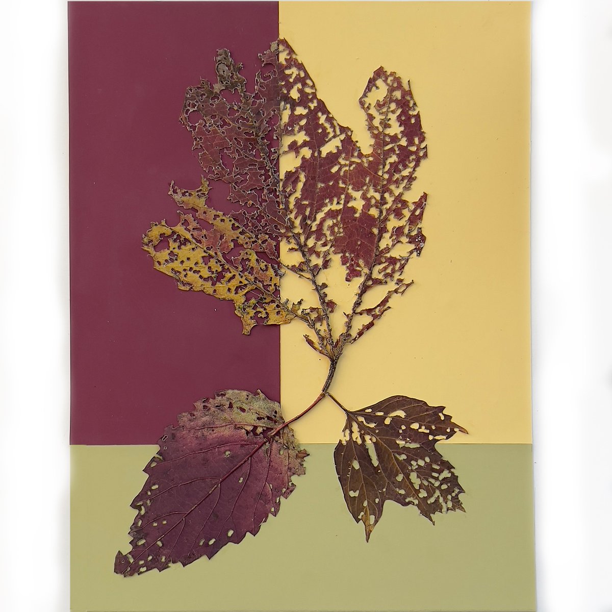 ccsgrad_cmd's tweet photo. "Nowhere in the world, it seems to us, is the autumn foliage as brilliant in color as in the United States." -Josef Albers

In the Color Lab class, students created color studies with fallen leaves based on Josef Albers' exercise from his book, "Interaction of Color." 

#cmf #cmd https://t.co/4RwiEj0f9t