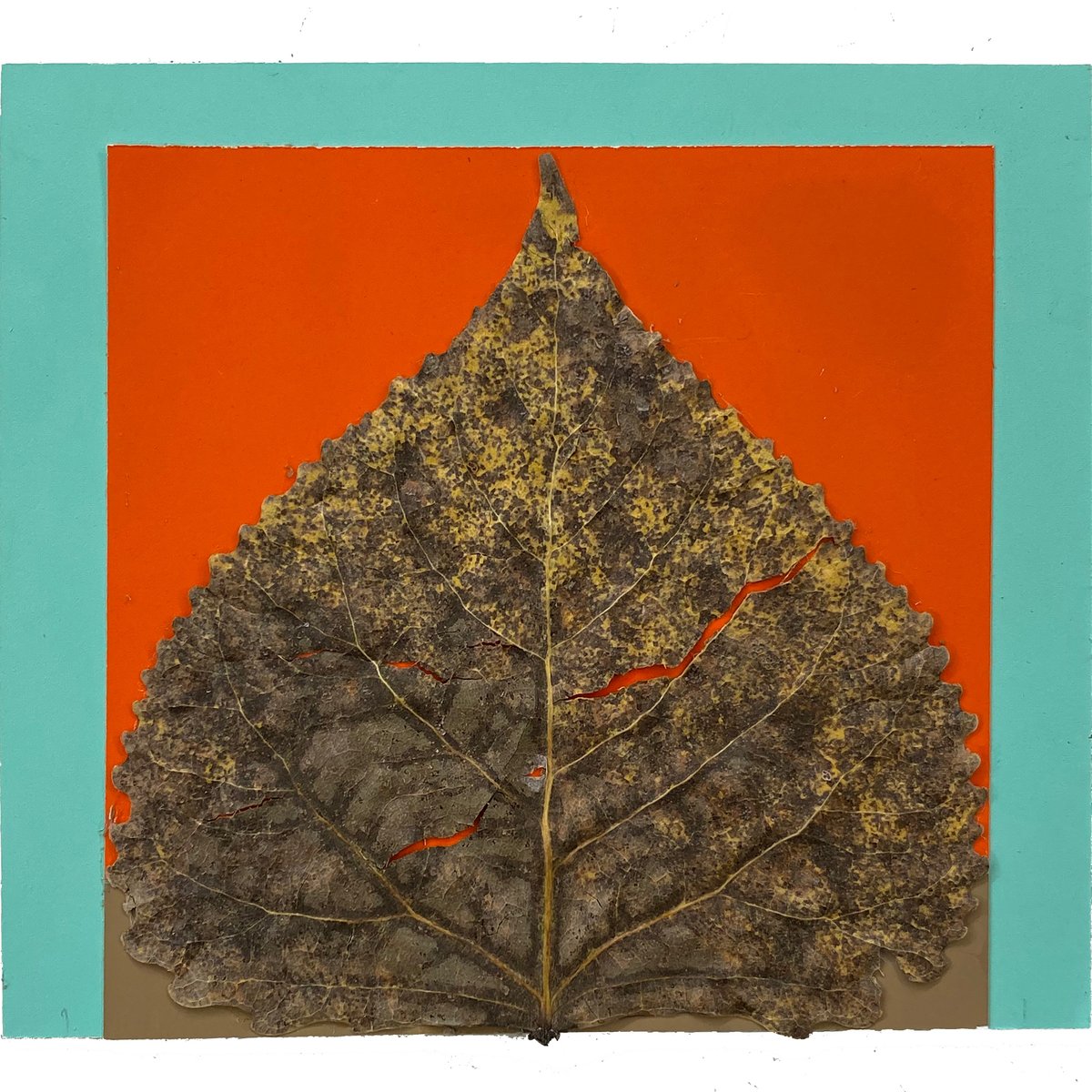 ccsgrad_cmd's tweet photo. "Nowhere in the world, it seems to us, is the autumn foliage as brilliant in color as in the United States." -Josef Albers

In the Color Lab class, students created color studies with fallen leaves based on Josef Albers' exercise from his book, "Interaction of Color." 

#cmf #cmd https://t.co/4RwiEj0f9t