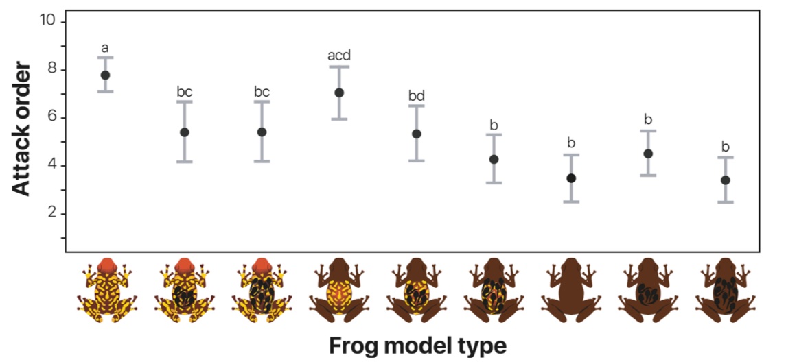 Tadpole transport, piggyback style, is a #poisonfrogs’ trademark, but does it compromise the efficacy of the carrier’s warning signal? According to this new study led by <a href="/mariaptoro/">Maria Paula Toro</a>, it seems that’s the case! Beautiful #cienciacriolla out now in <a href="/evoecology/">Evolutionary Ecology</a> 🤩 <a href="/carvajaljcastro/">Juan Carvajal-Castro</a>