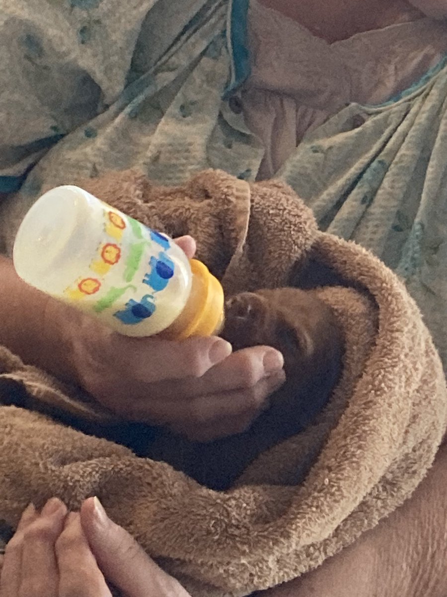 BayouBird tweet media