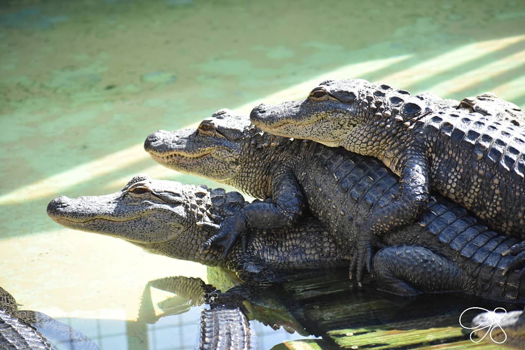 GatorsDaily's tweet photo. FORMATION https://t.co/LJ7BsN6daQ