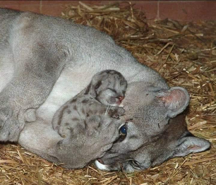 Mamá puma y su pequeño bebé 😍