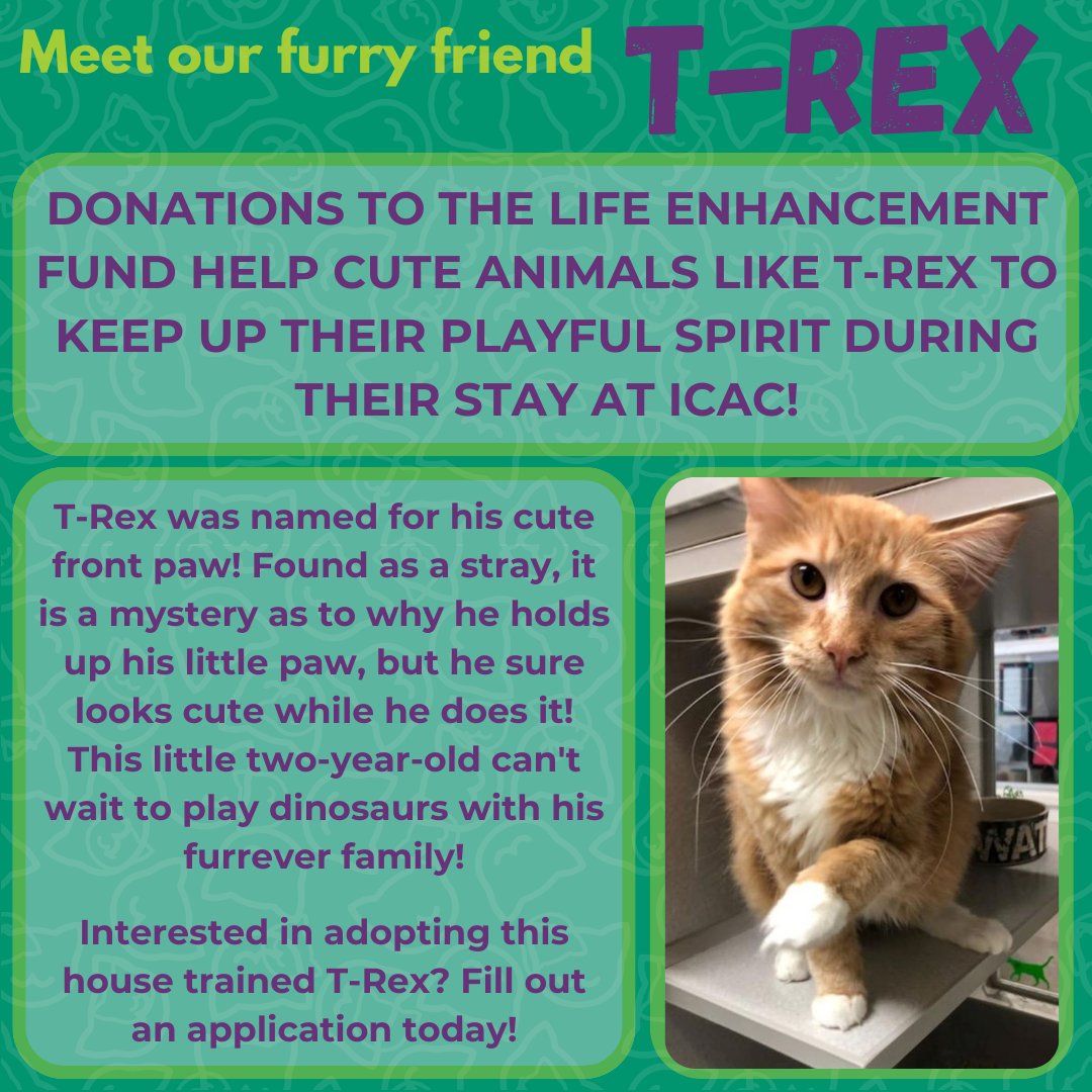 Isn't he just precious! Please visit the Iowa City Animal Care &amp; Adoption Center for more information on T-Rex icanimalcenter.org/2217/T-Rex

#cat #sheltercat #cats #iowacity #iowacityanimalcareandadoptioncenter