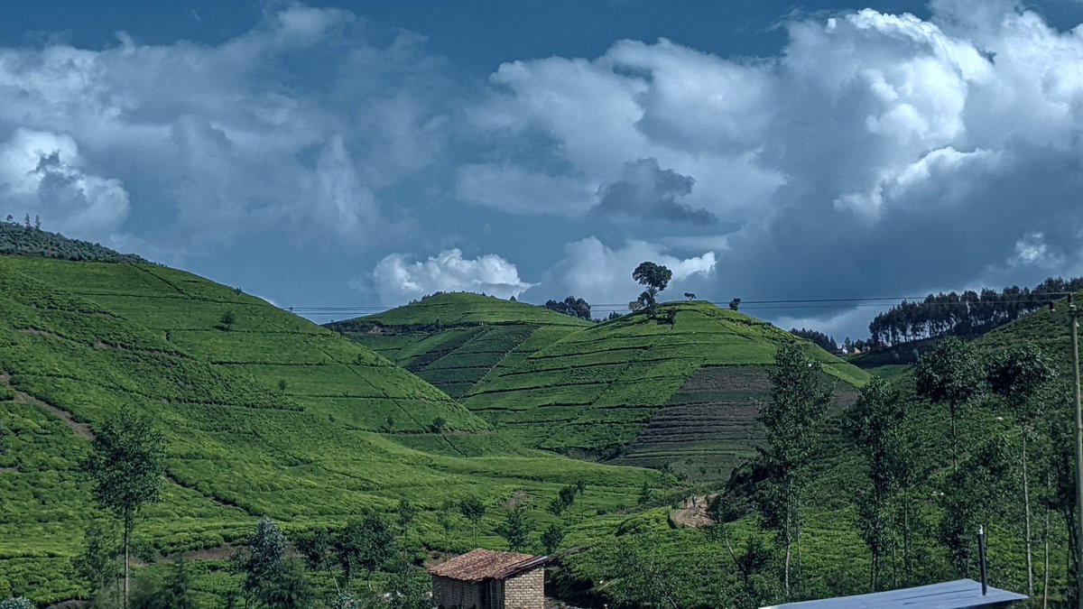 JustinNsengima's tweet photo. Ubuhinzi bw'icyayi  iwacu @NgororeroDistr.mu murenge wa #Muhandasector. Intara ya @RwandaWest ishoramari kw'isonga @RwMountainTea @HabitegekoFran1 @g_mukeshimana @P_Karangwa @JCMusabyimana @cnkusi20 @MukunduhirweBe https://t.co/7vGrUmJRl6