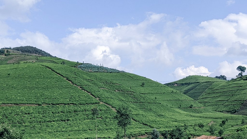 JustinNsengima's tweet photo. Ubuhinzi bw'icyayi  iwacu @NgororeroDistr.mu murenge wa #Muhandasector. Intara ya @RwandaWest ishoramari kw'isonga @RwMountainTea @HabitegekoFran1 @g_mukeshimana @P_Karangwa @JCMusabyimana @cnkusi20 @MukunduhirweBe https://t.co/7vGrUmJRl6