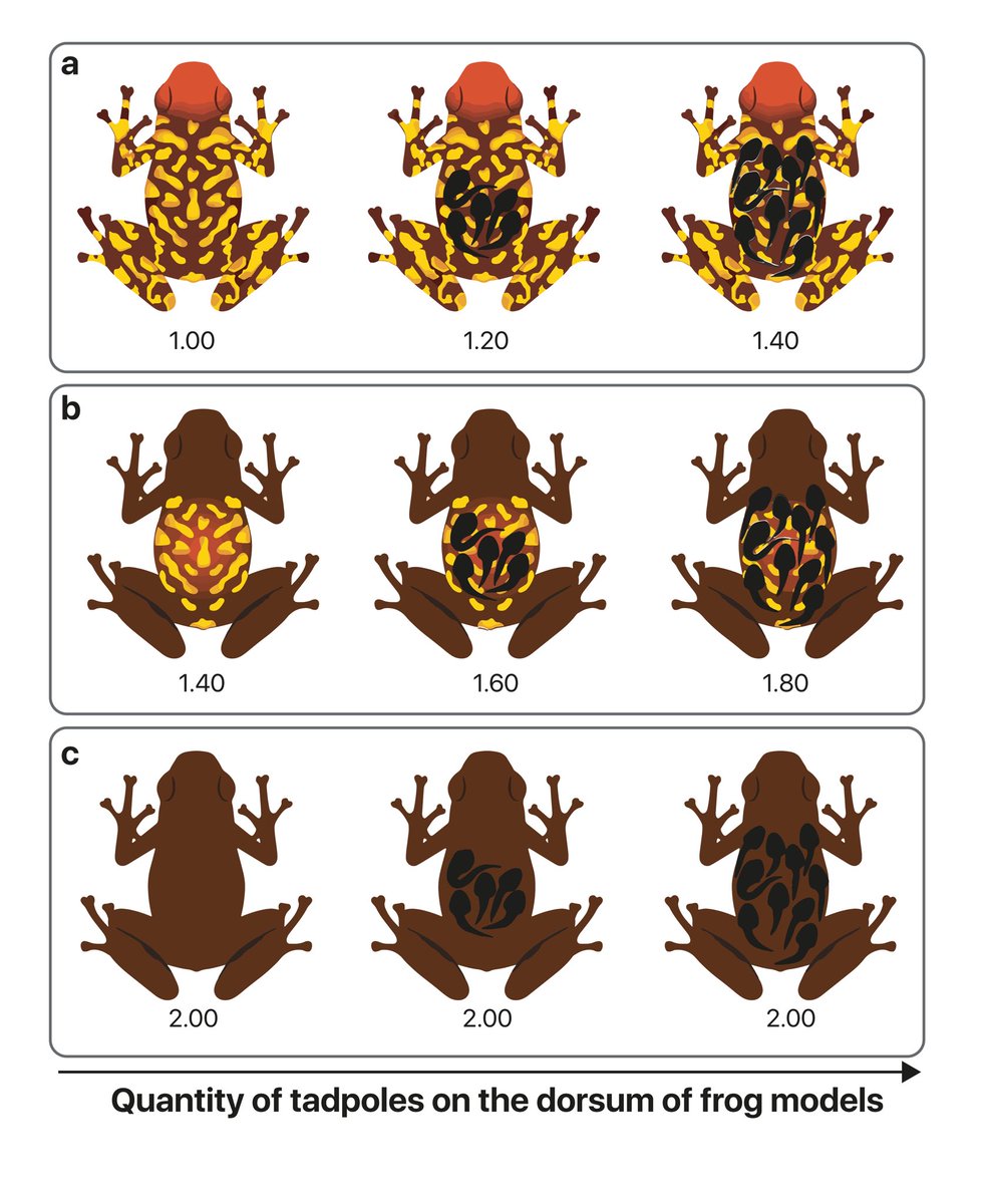 Maria Paula Toro tweet media